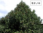 歳時記
