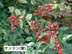歳時記