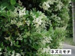 歳時記