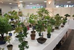 展示会