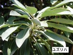 歳時記
