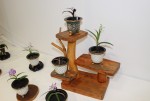 展示会