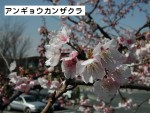 歳時記