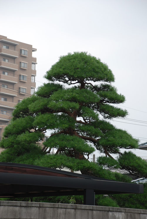 緑花ガイド 川口緑化センター 樹里安 道の駅 川口 あんぎょう