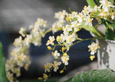 緑花ガイド 川口緑化センター 樹里安 道の駅 川口 あんぎょう