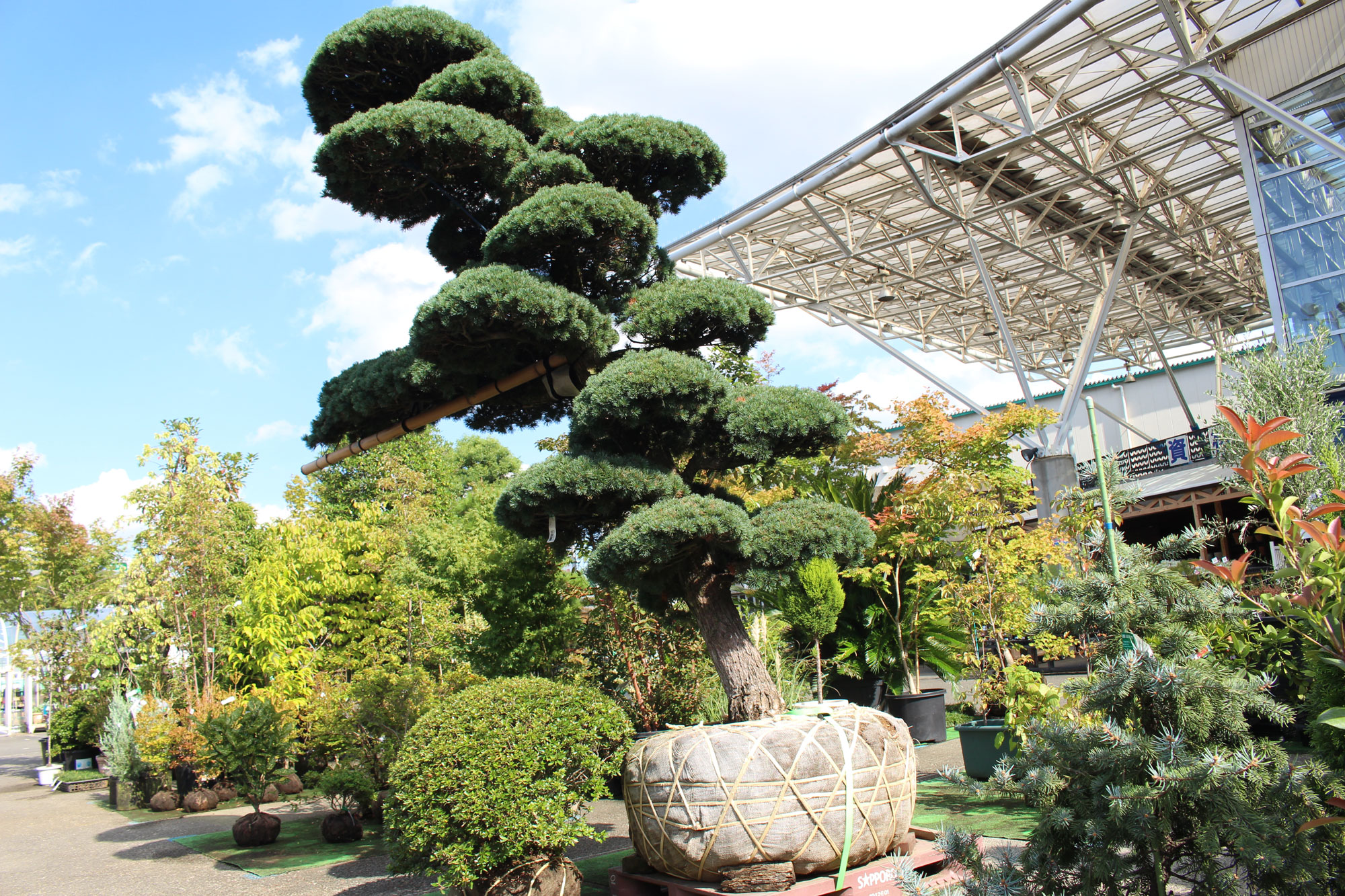 アトリウムの植物