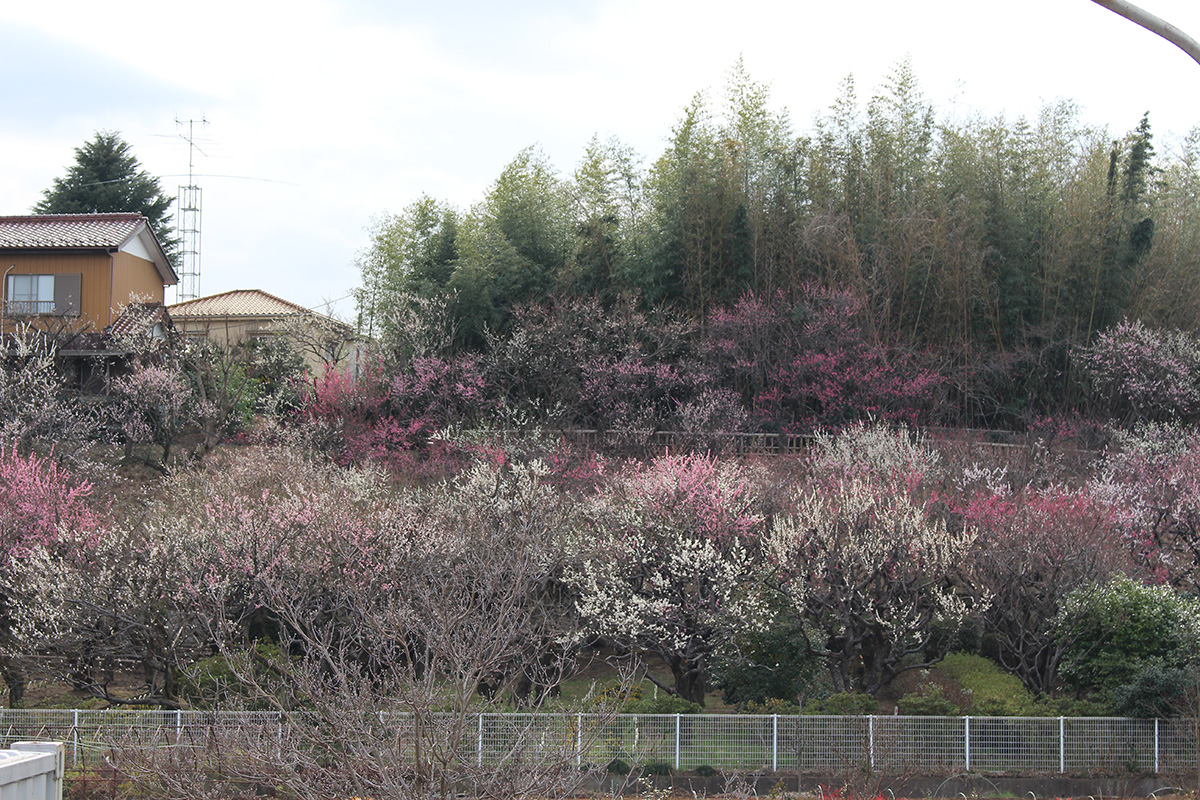 埼玉県花と緑の振興センター